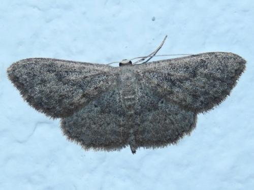 Réf. 197 684 : Scopula guancharia